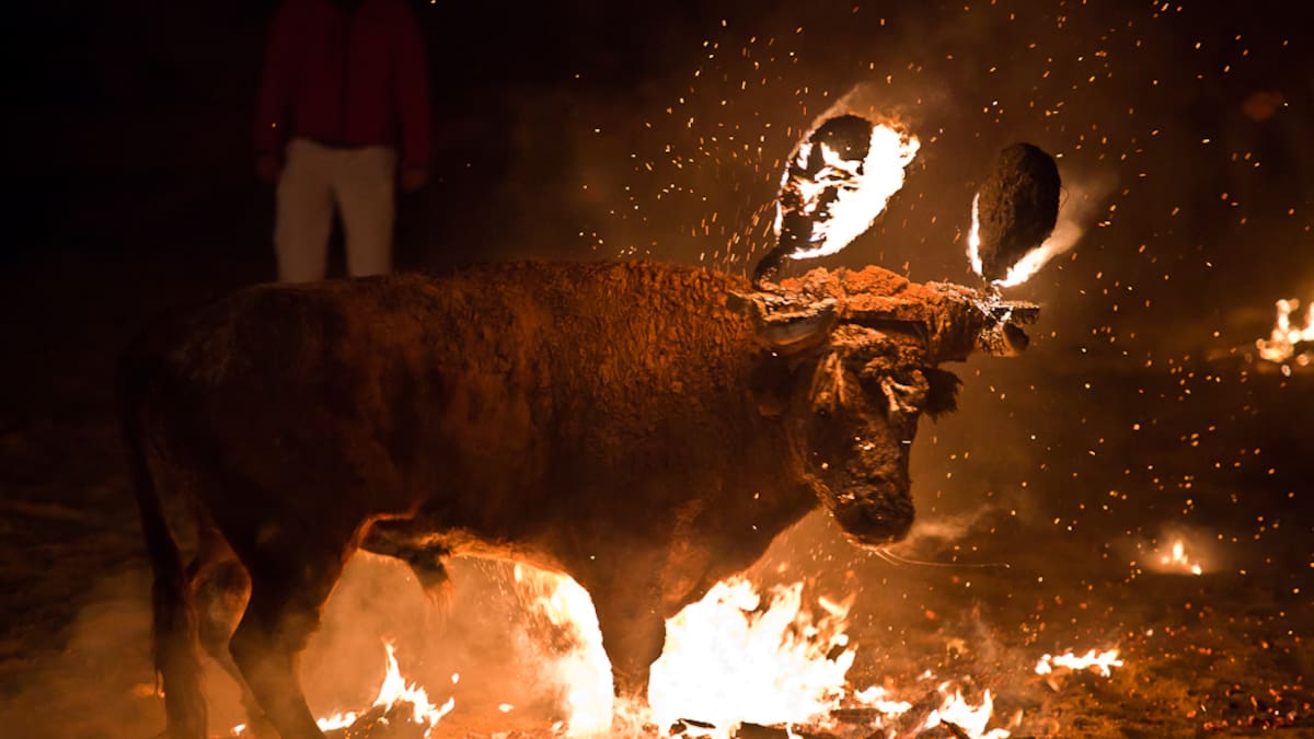 El TSJCyL revoca las cautelarísimas que impidieron la celebración del Toro Júbilo