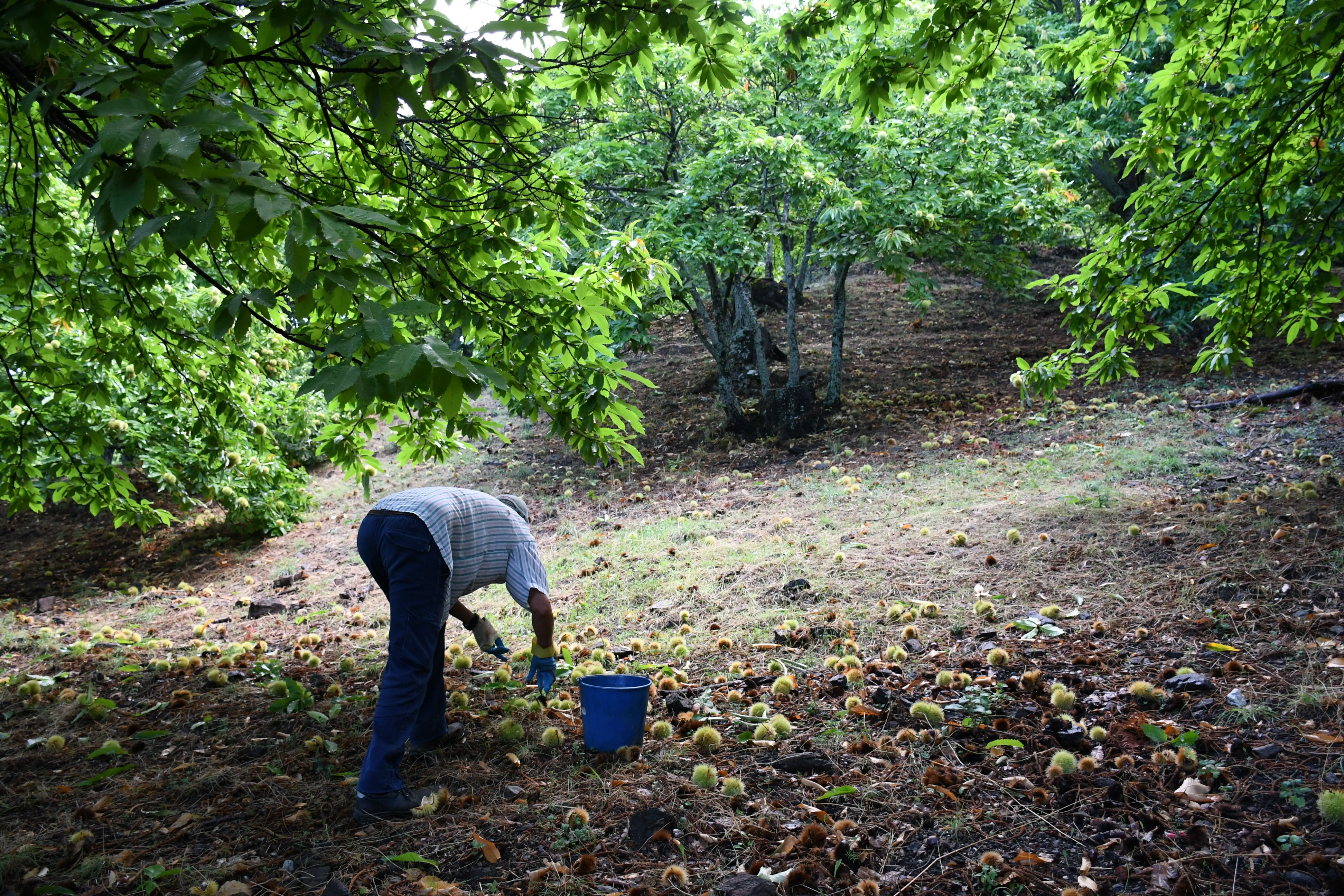 Un agricultor recoge castañas en el Valle del Genal