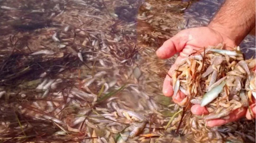 Se cumple un año del episodio de anoxia que causó la muerte de tres toneladas de peces y crustáceos en la zona norte del Mar Menor