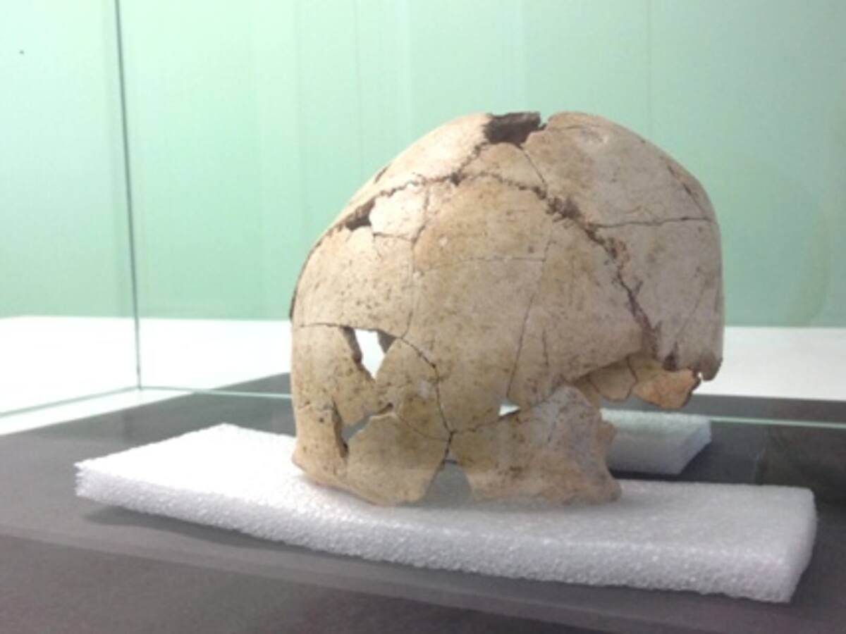 El crani més antic de Catalunya té uns 22.000 anys i és de Serinyà