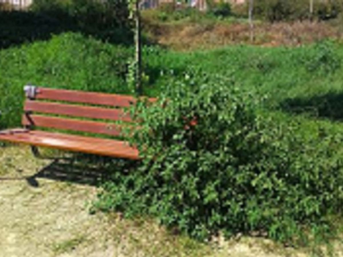 Cort inicia un plan de choque para frenar la proliferación de hierbajos