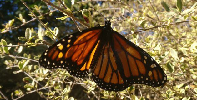 La mariposa tras la operación.