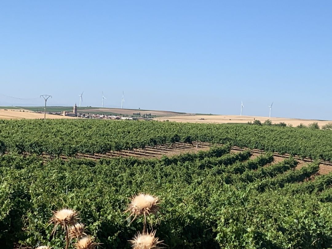 Los viticultores vigilan y tratan con atención los viñedos de la DO Rueda