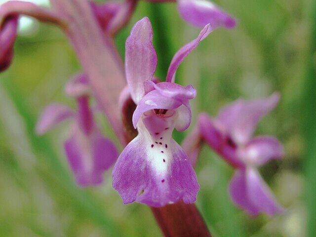 Orquídea silvestre. Autor: jacilluch. Creative Commons Attribution-Share Alike 2.0