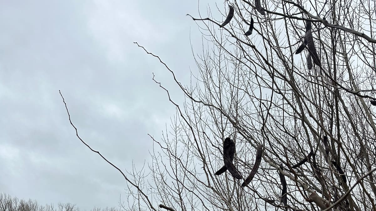 Coria evacúa a medio centenar de familias por la crecida del río Alagón