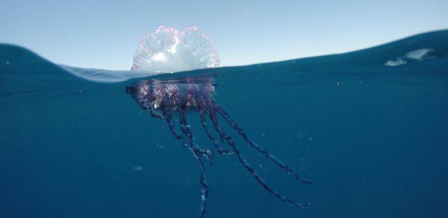 Carabela portuguesa en Alicante