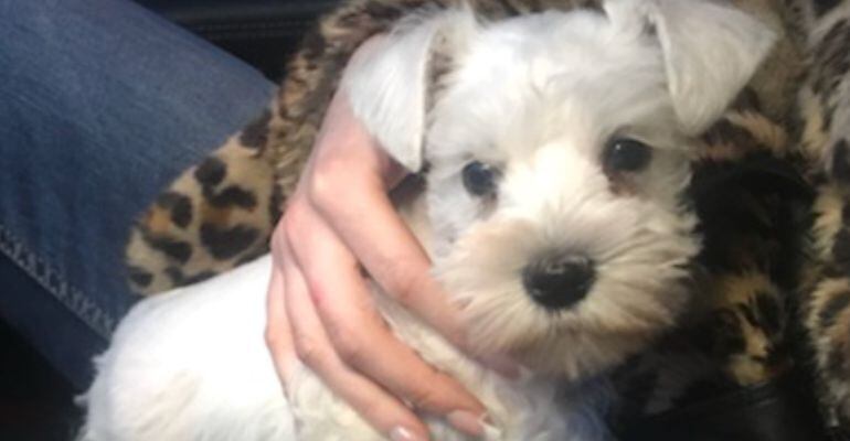 Cachorro de Schnauzer.