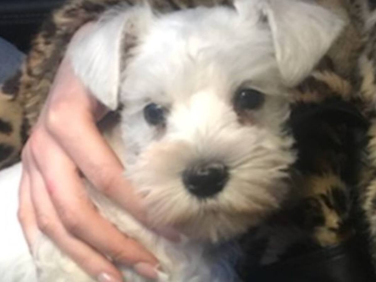 Crece el número de mascotas en la provincia