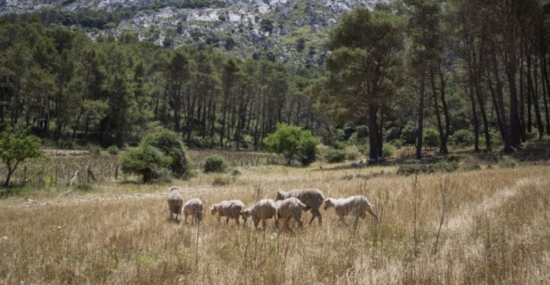 El anteproyecto de Ley Foral de Canales Cortos de Comercialización Agroalimentaria de Navarra