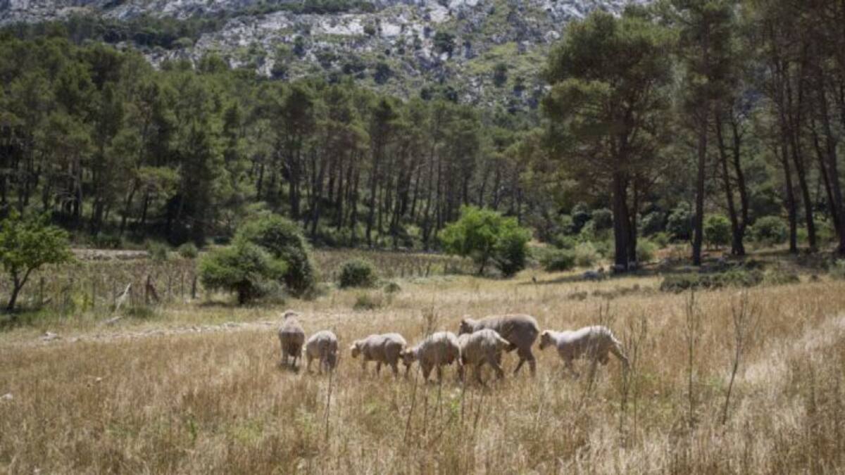 Canales cortos para explotaciones agrarias (09/05/2022)