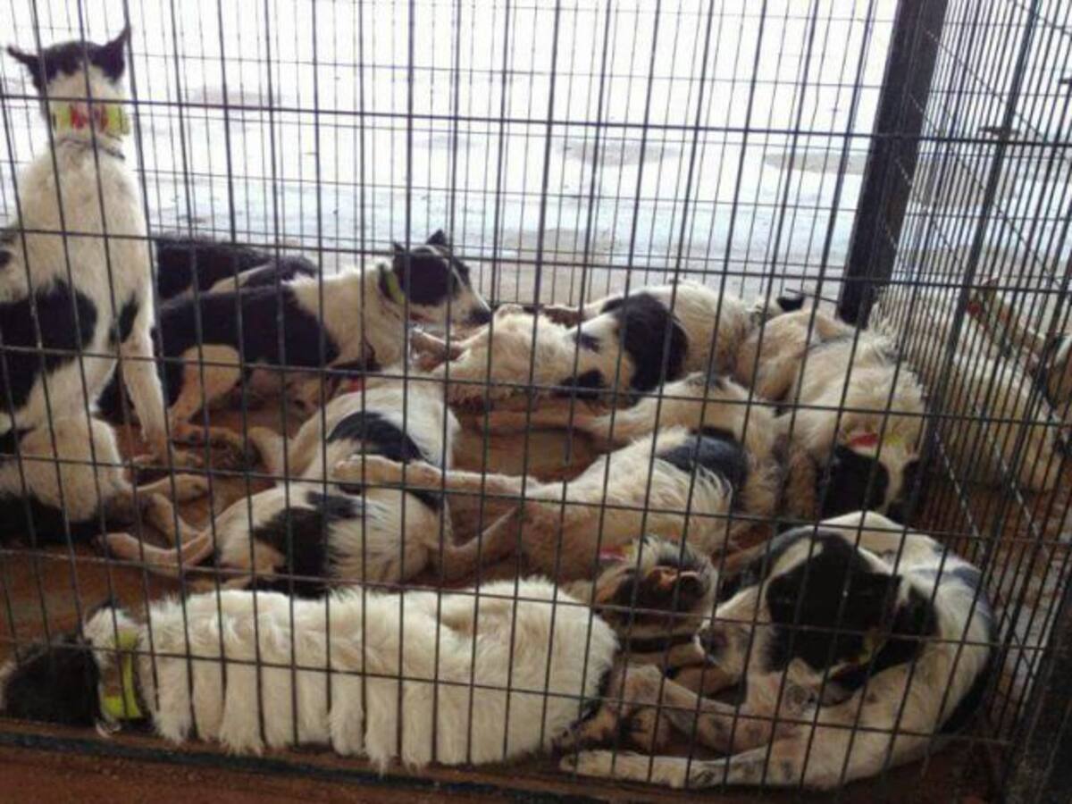 Críticas por el estado de los animales en la feria Ibercaza