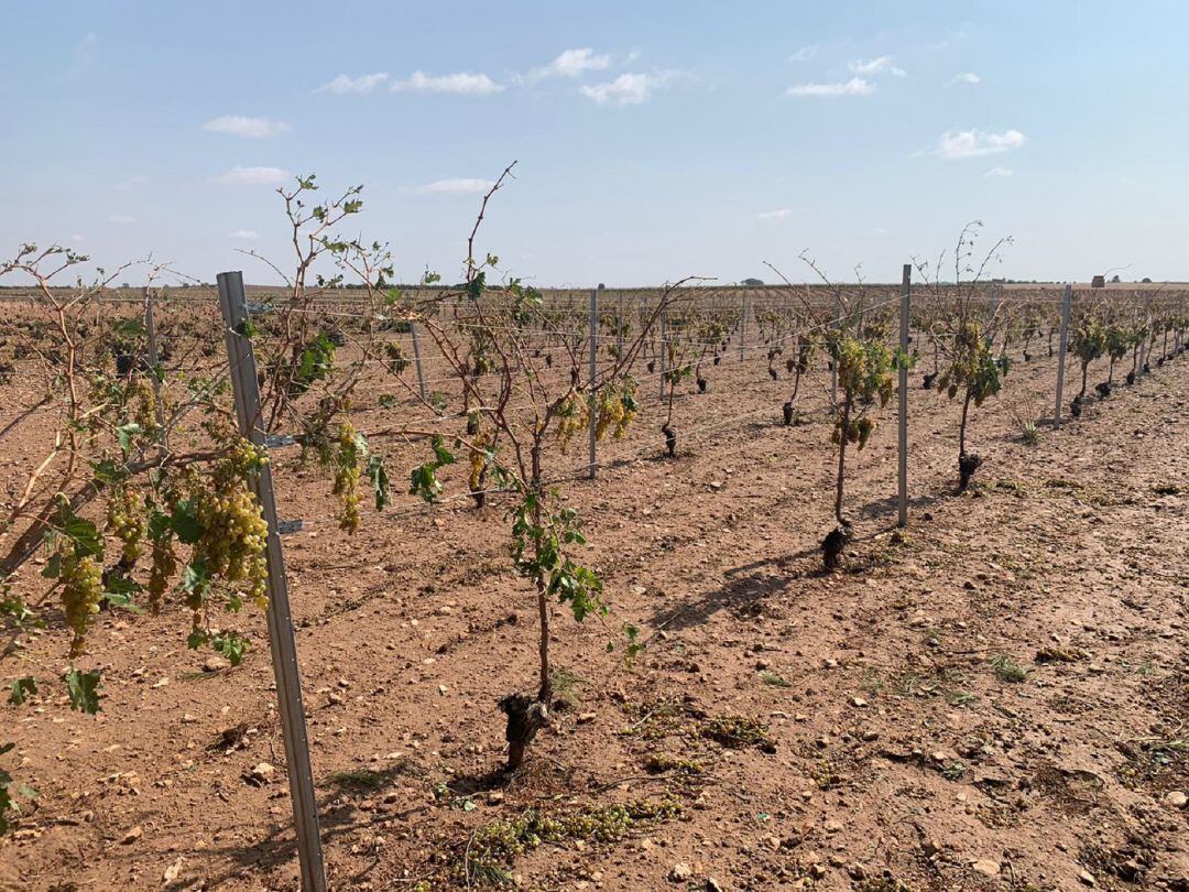 Daños en los cultivos de la localidad de Campo de Criptana tras la tormenta 