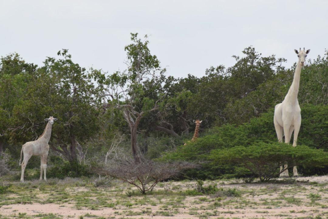 La jirafa blanca avistada en Kenia.