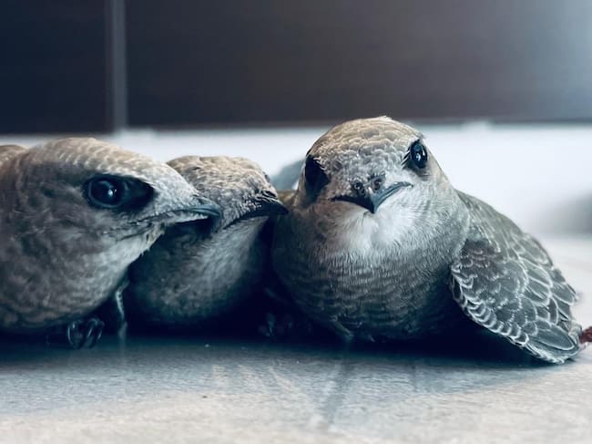 Crias de vencejos en el Zoo de Jerez