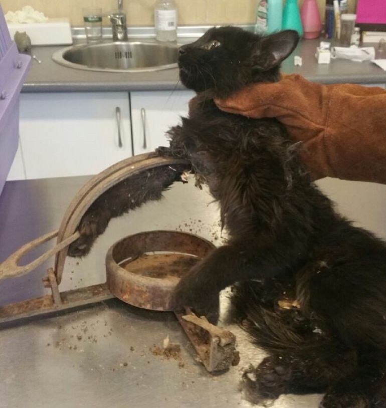 Imagen del gato atrapado por un cepo en Brunete