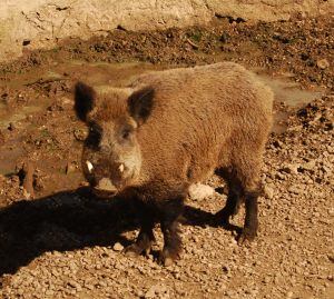 El jabalí es uno de los animales que se pueden ver en El Hosquillo