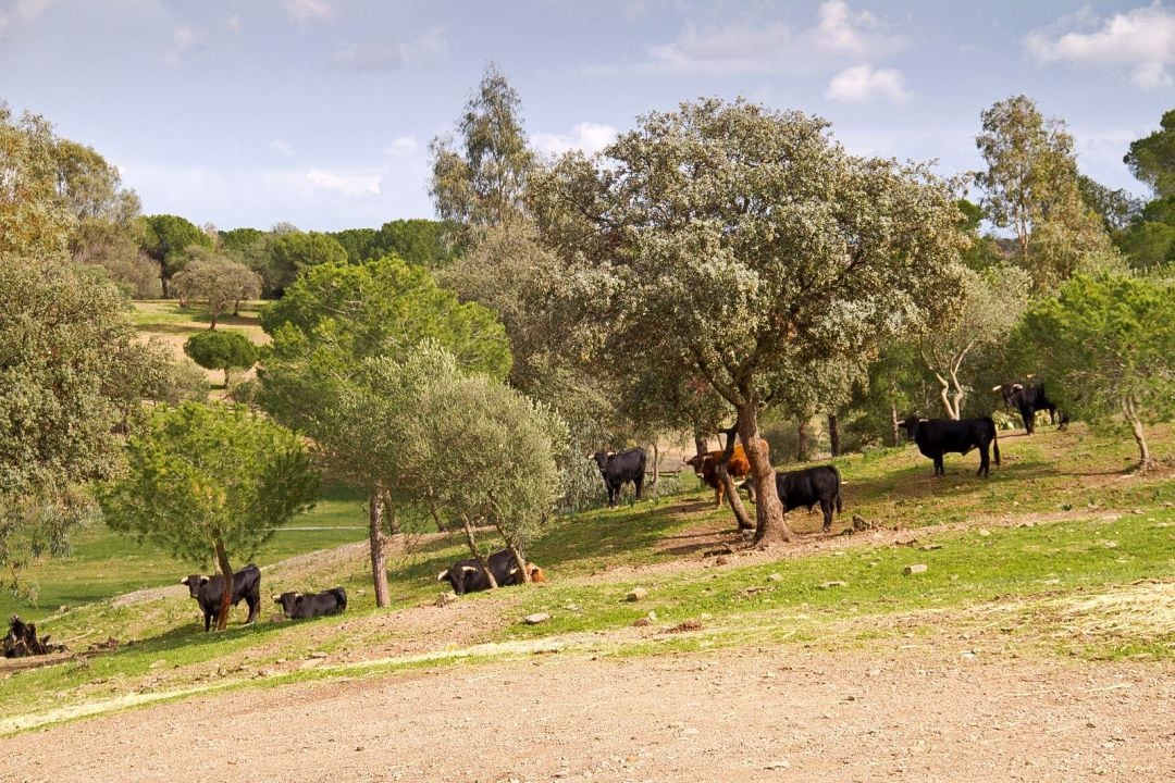 Imagen de archivo de una finca con toros bravos.