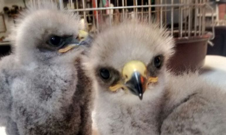 El Zoo de Oviedo recibía a estas crías de águila abandonadas, que son adoptadas y cuidadas por una pareja de búhos reales
