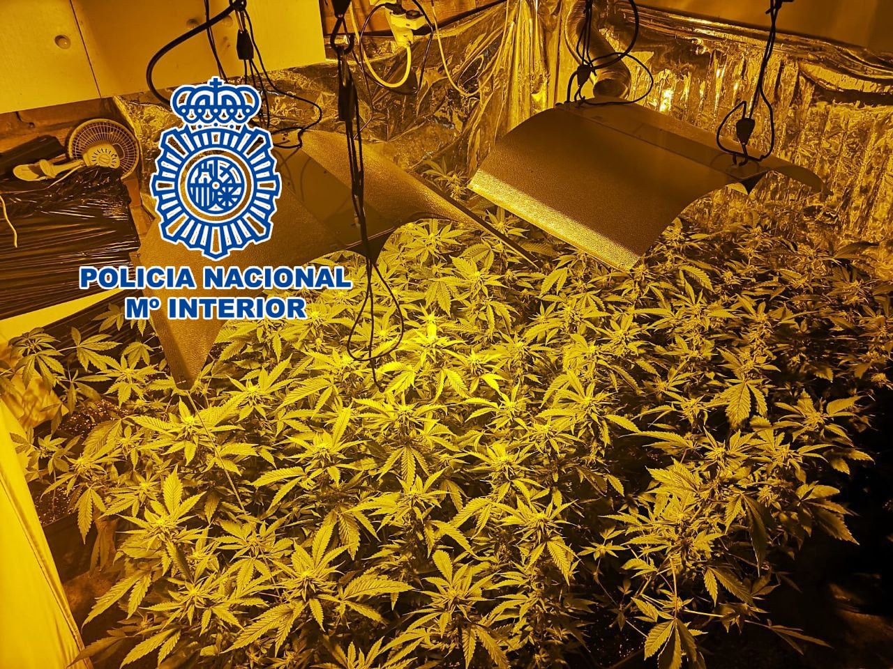 Plantación de marihuana interceptada por la Policía Nacional