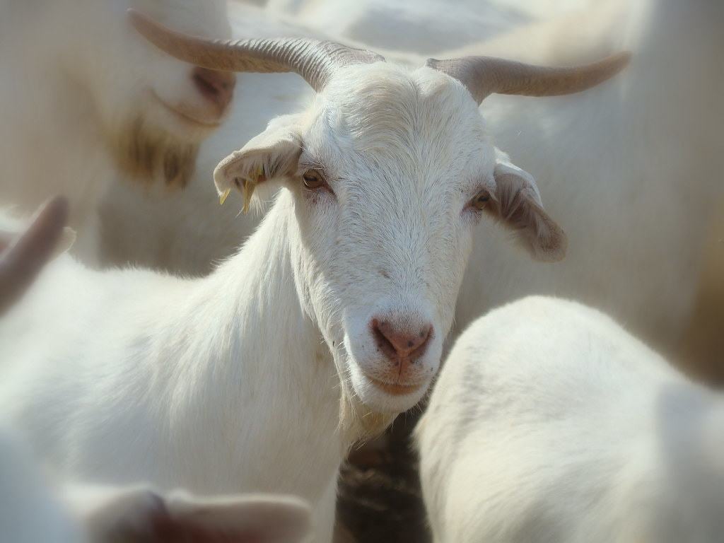 Cabrito blanco celtibérico