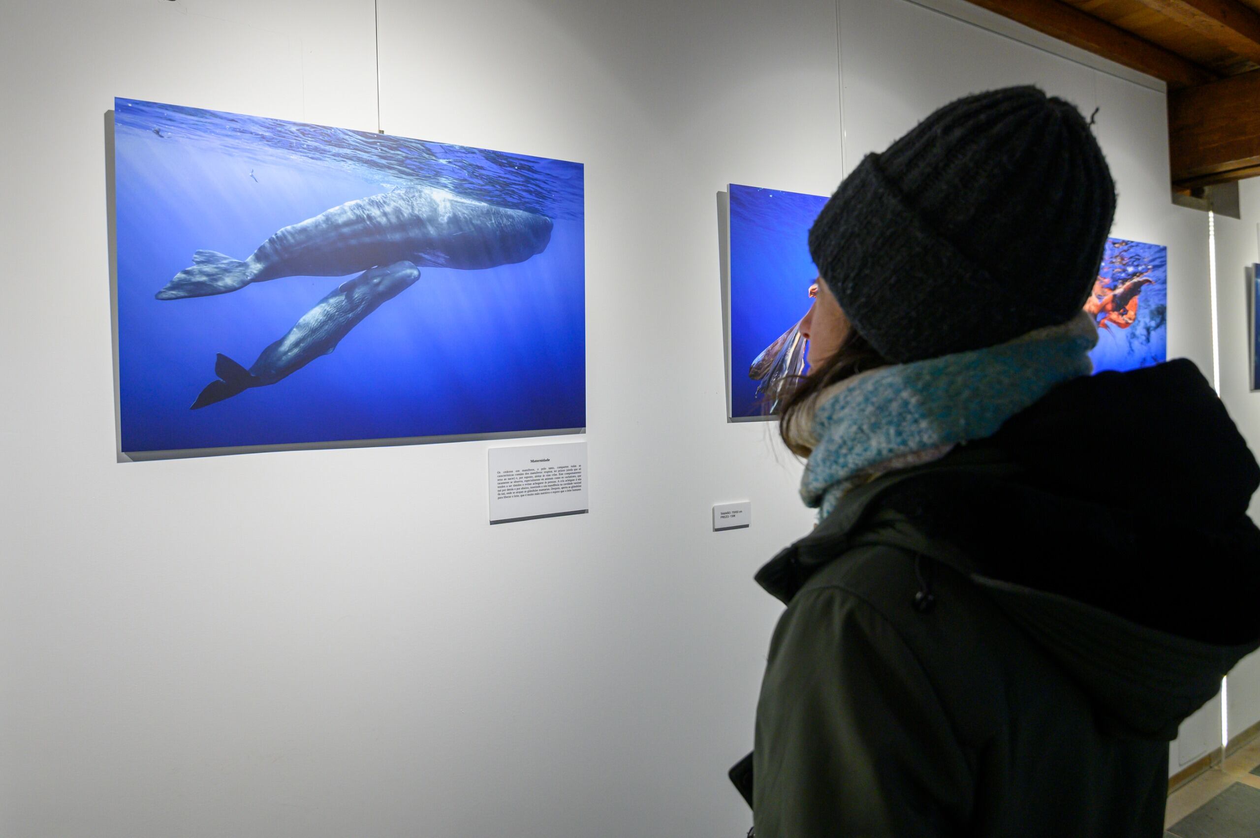 Exposición Azores: Oasis Atlántico en Sargadelos