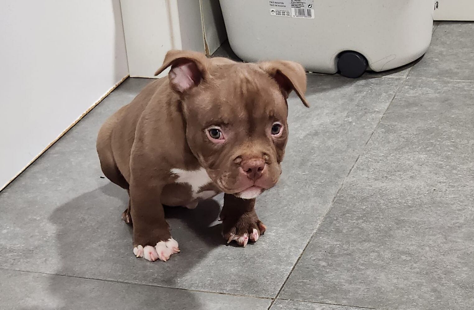 Imagen de uno de los cachorros robados