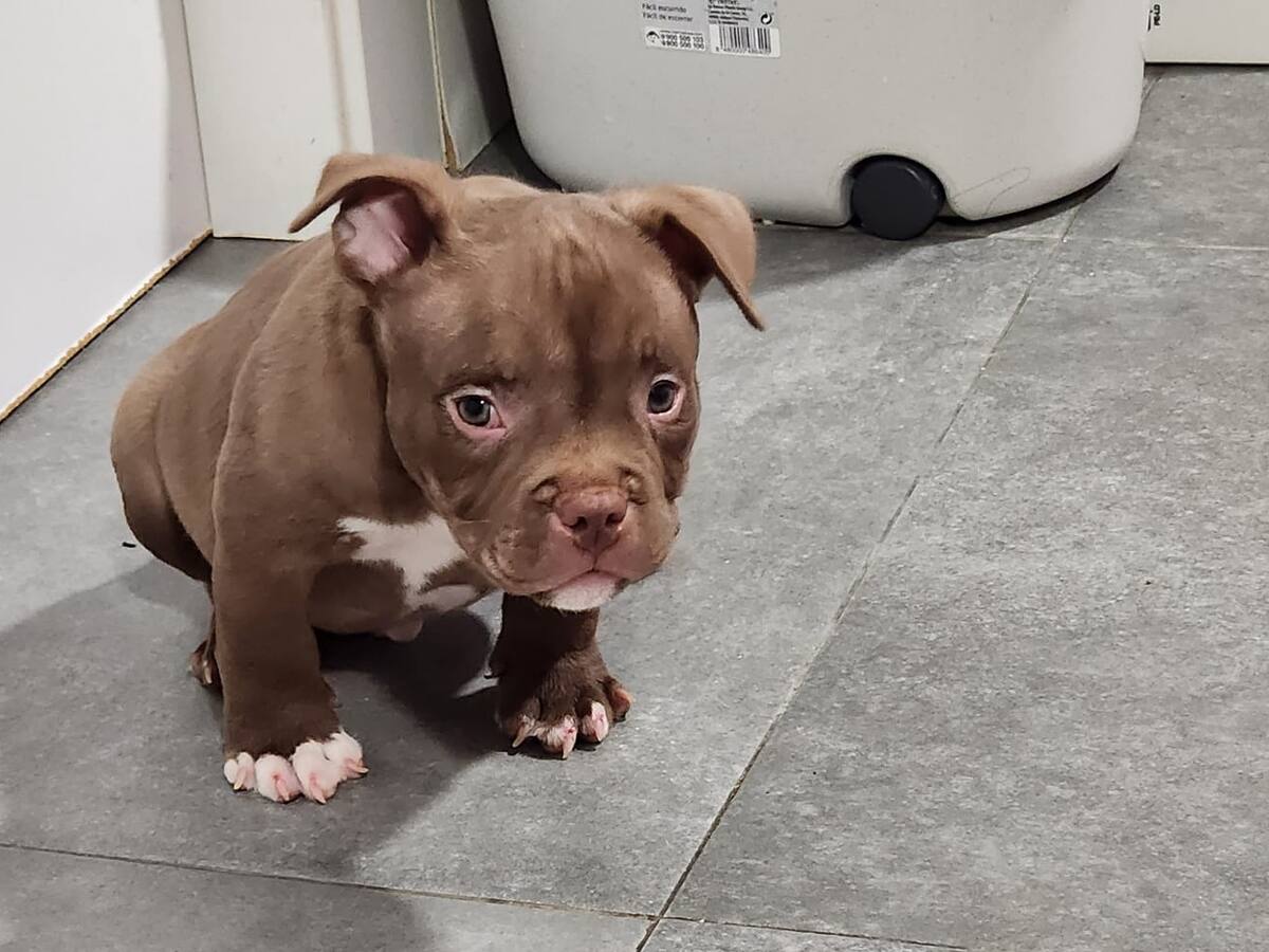 Roban dinero, joyas y tres cachorros de una casa de Venta de Baños