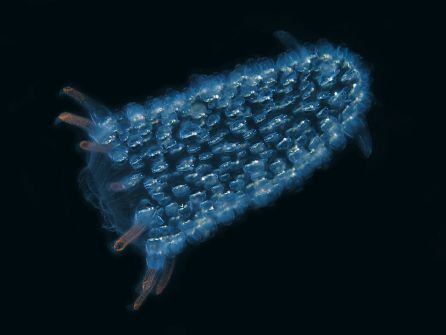 Representación de un Zooide, especie que al juntarse con otros de su especia, forma el pirosoma