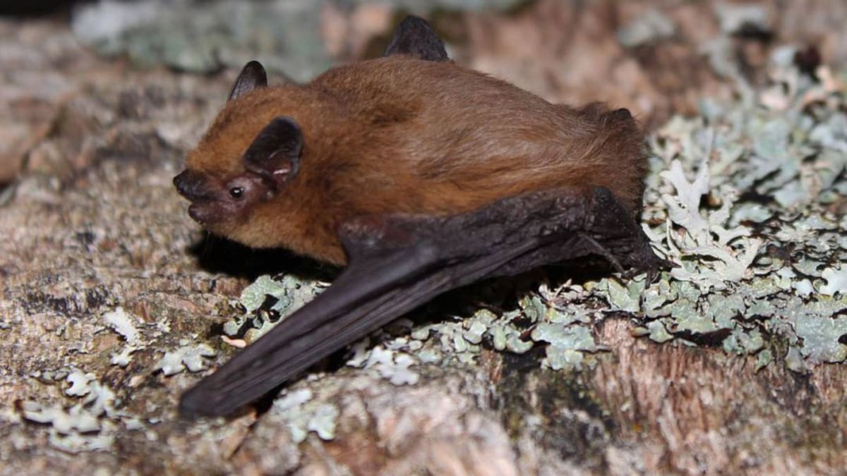 Ángel Guardiola: "Sin la labor de los murciélagos, perderíamos buena parte de nuestra biodiversidad"