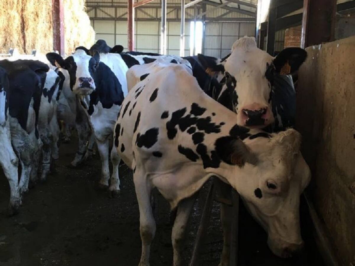 Asaja Palencia solicita que la multa a las lácteas se destine al sector ganadero