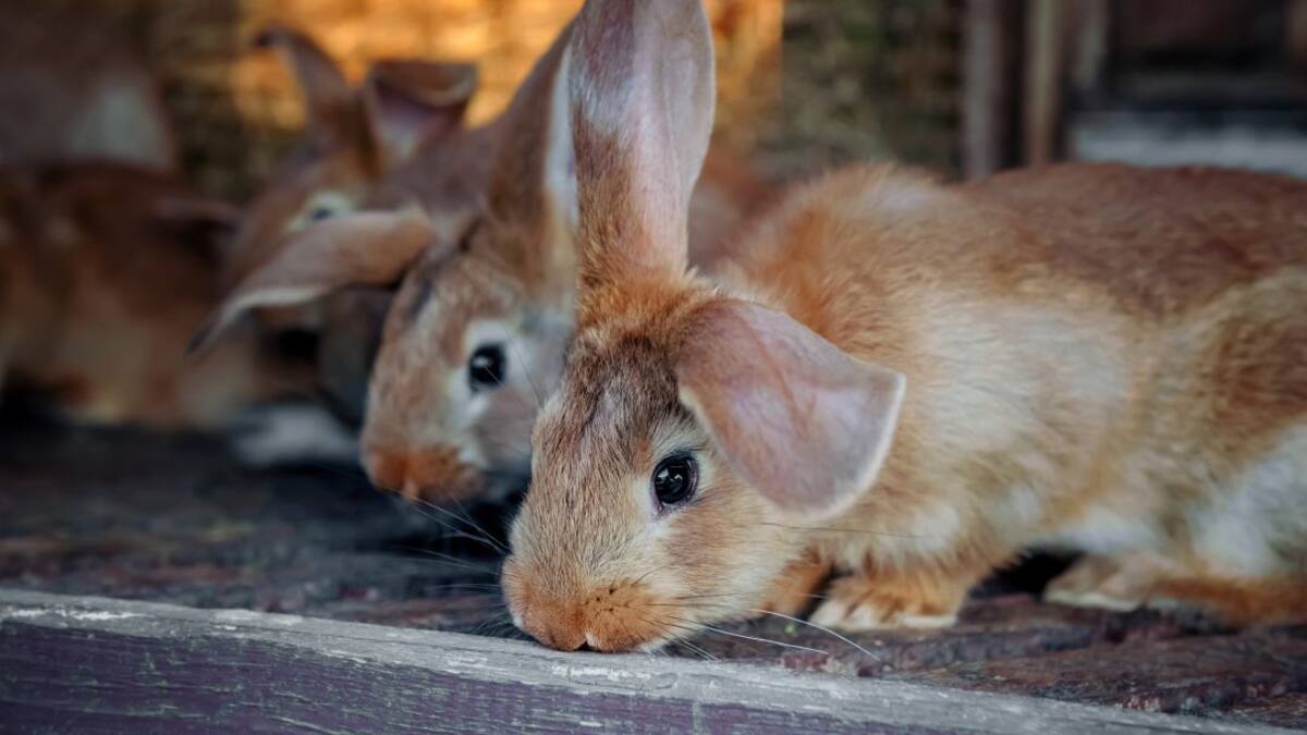 El 40% de las explotaciones profesionales de conejos de Murcia ha desaparecido en los últimos cinco años