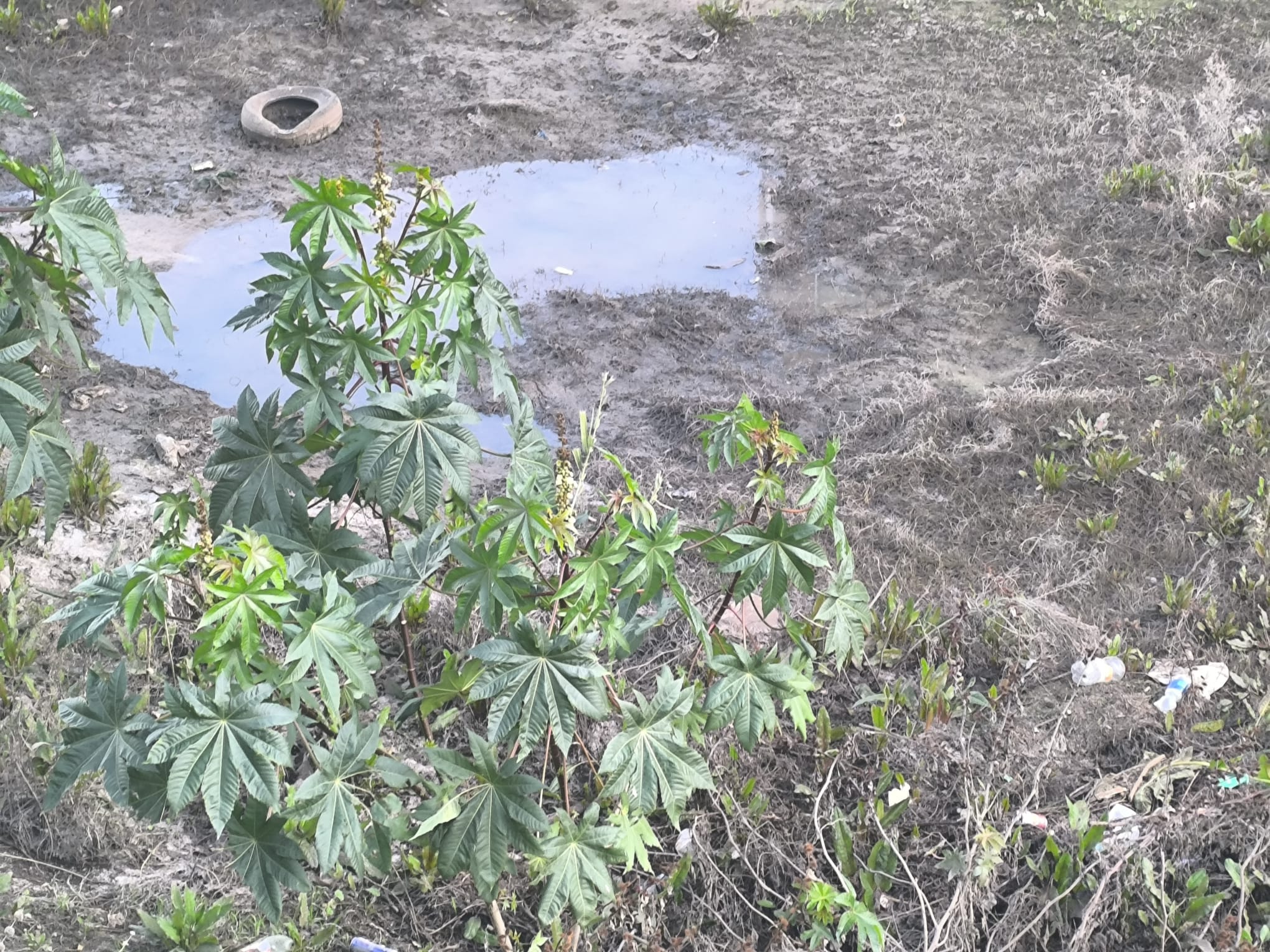 El peligro de las lluvias de este invierno: "Ya no vemos a los mosquitos solo en verano y ahora convivimos con ellos todo el año"