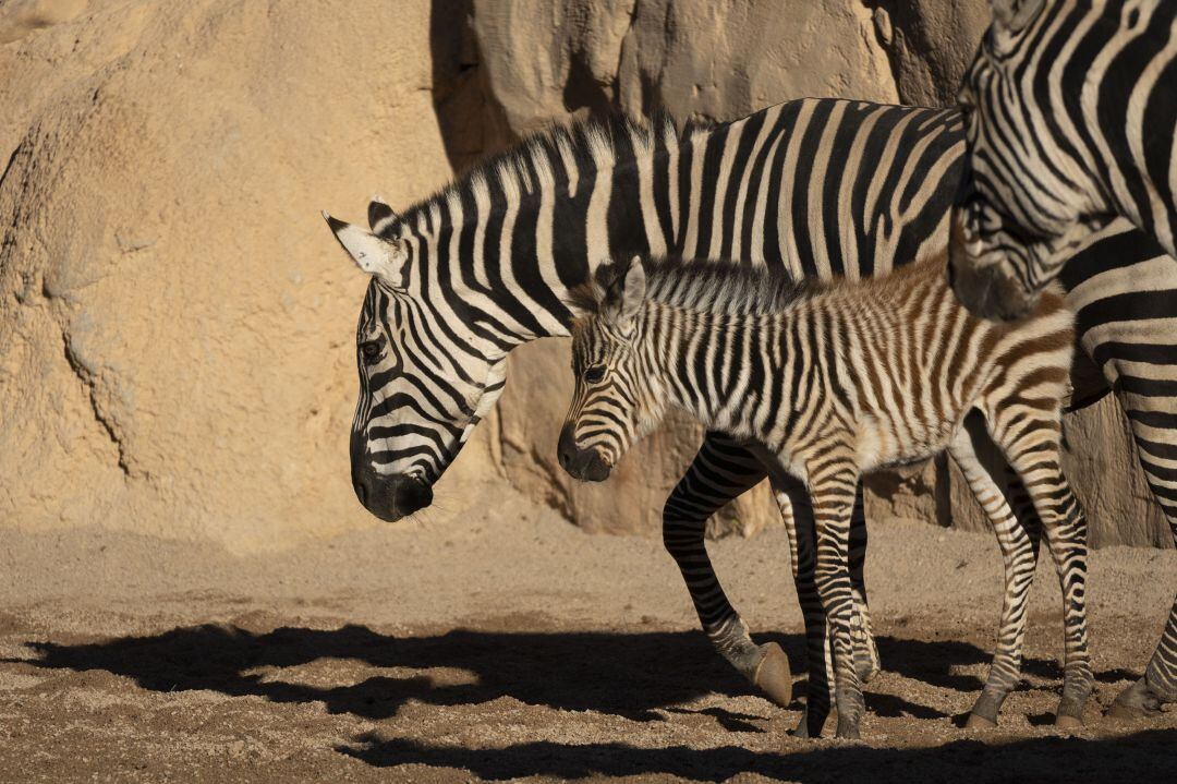 El 11 de enero nació la cebra Filomena en BIOPARC Valencia