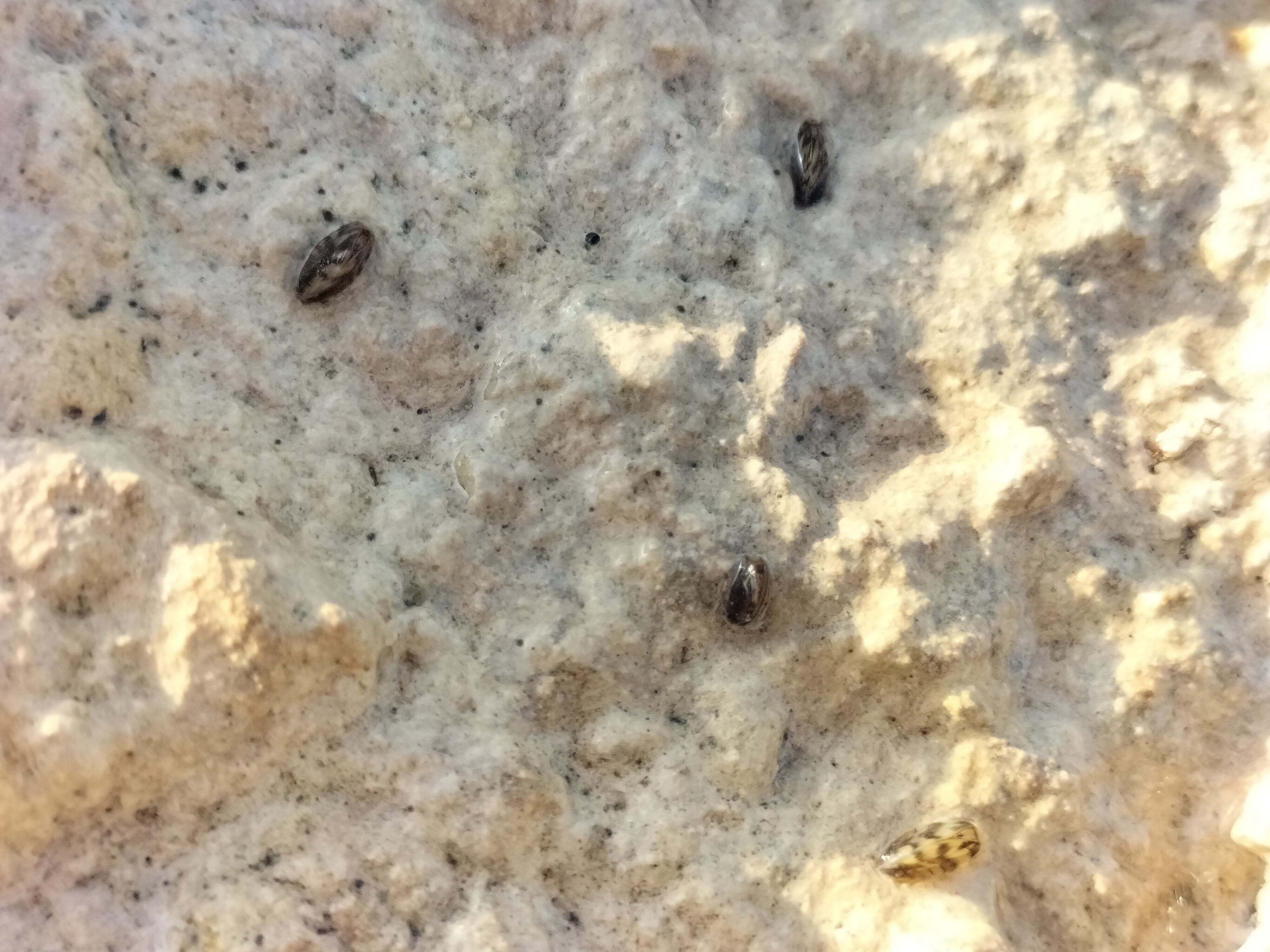 Plan de choque de la CHS contra el mejillón cebra y la almeja asiática