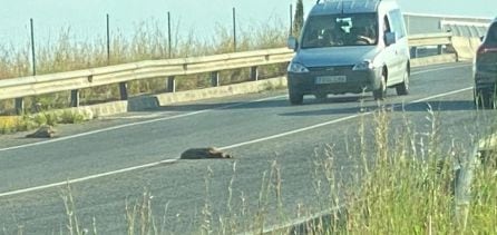 Situación de peligro para los conductores por los jabalís atropellados en la calzada