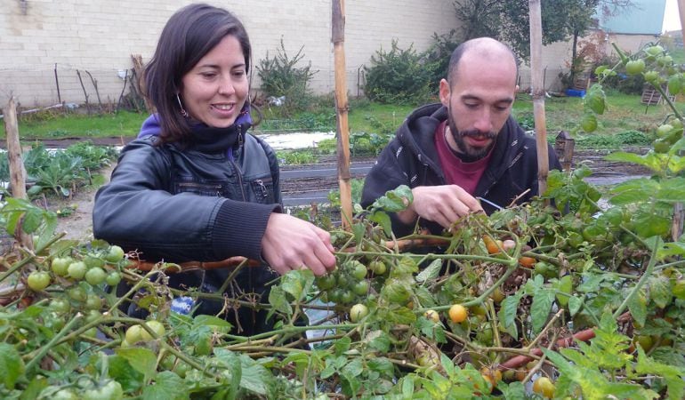 Los huertos ocupan una extensión de 1200 metros cuadrados