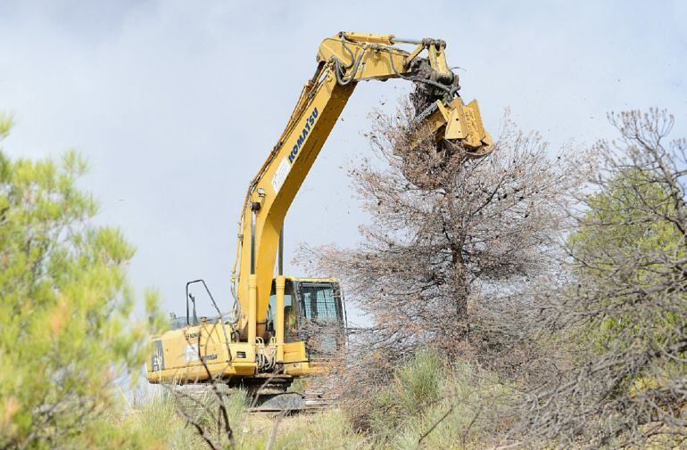 Intervención de control forestal en la Sierra de Baza