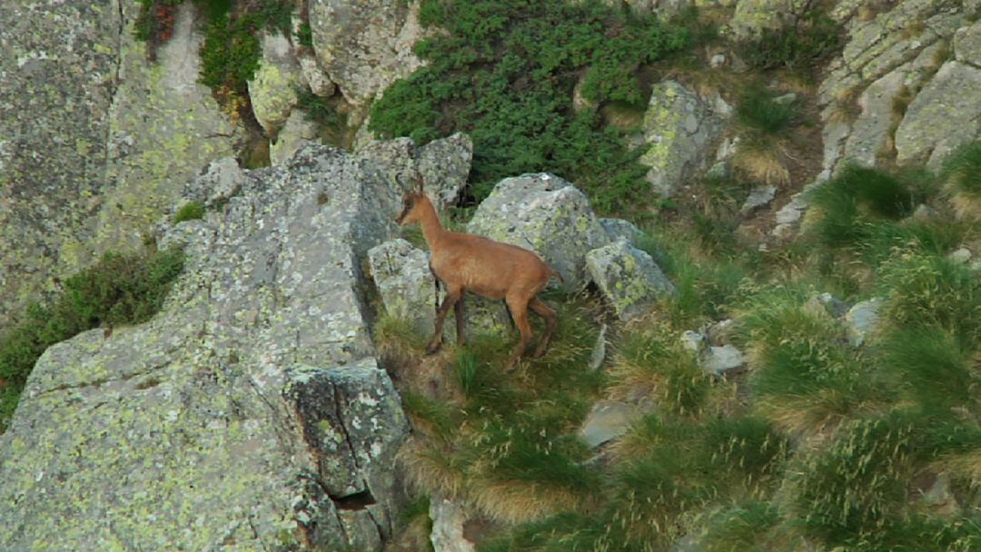 Un exemplar d'isard a la muntanya