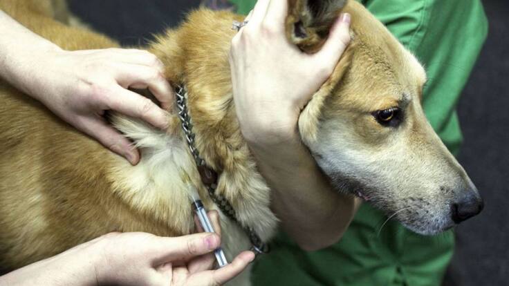 El gerente de BIOMasctoas Peñafiel, Daniel García, repasa en la SER la desparasitación de los animales de compañía.