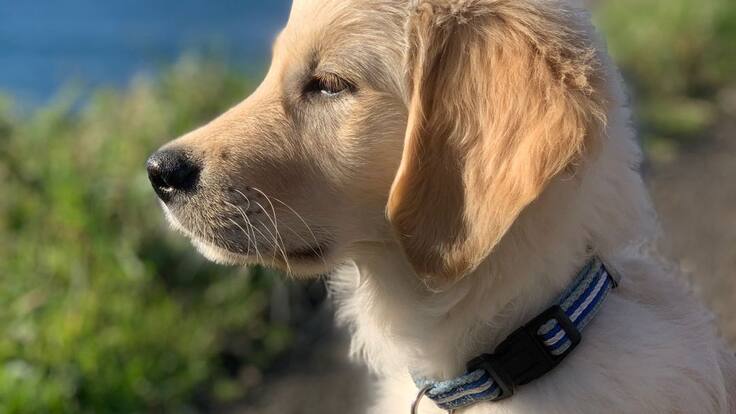 La verdad sobre perros y gatos C12