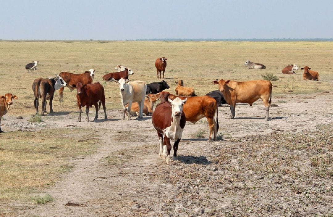 Cabezas bovinas en un campo sin apenas pasto