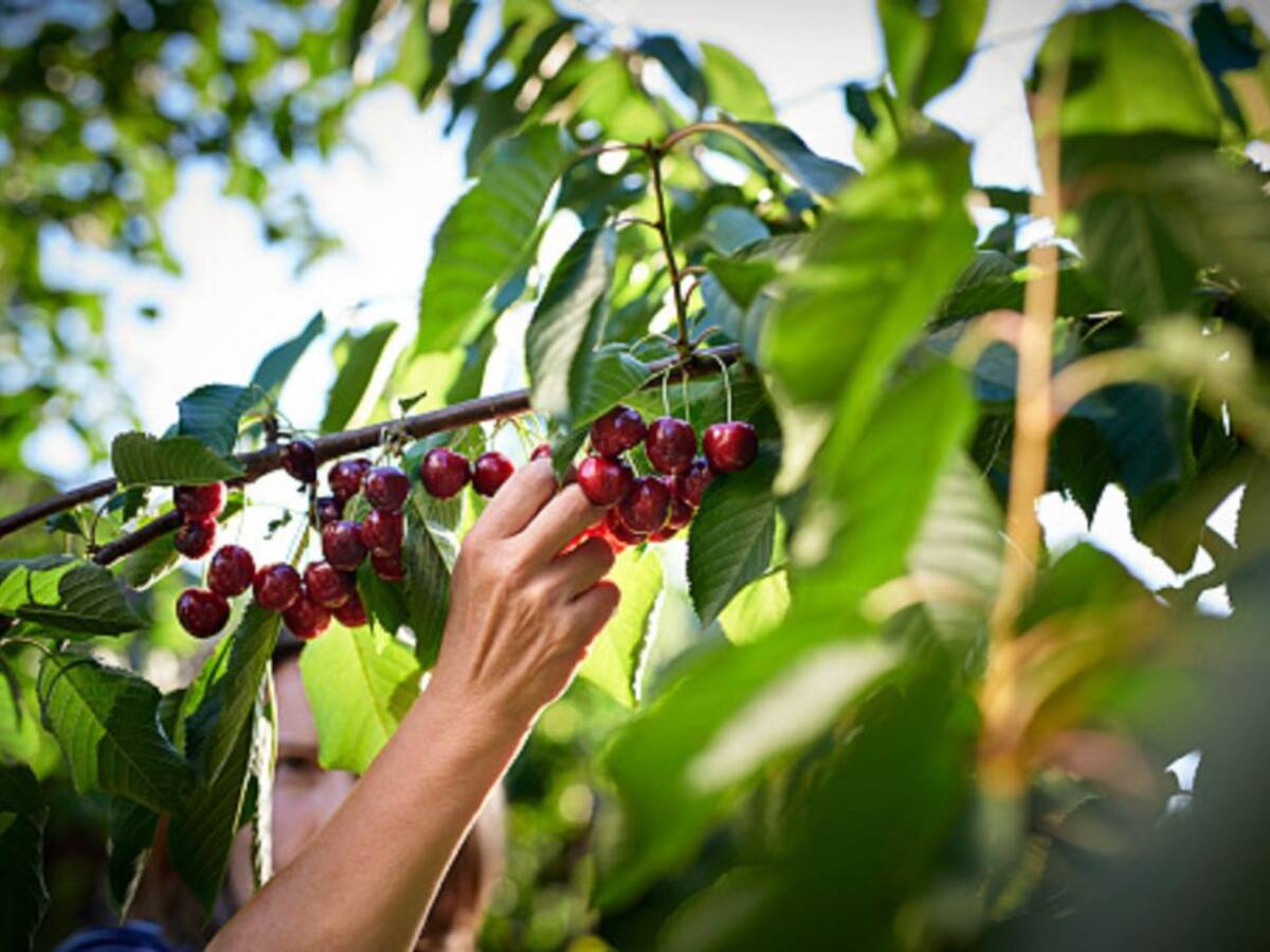 Detenidas 12 personas en Ricla por contratación ilegal en la recogida de fruta