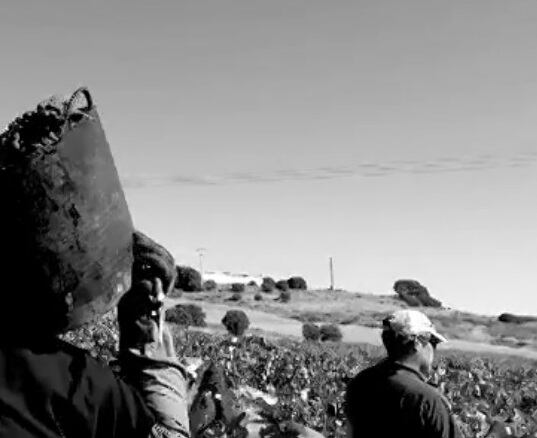 La vendimia en la Ribera del Duero incide en la calidad de su uva