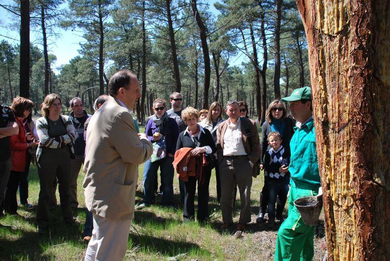 José Luis Aceves, procurador socialista, en su visita a los montes resineros de Segovia