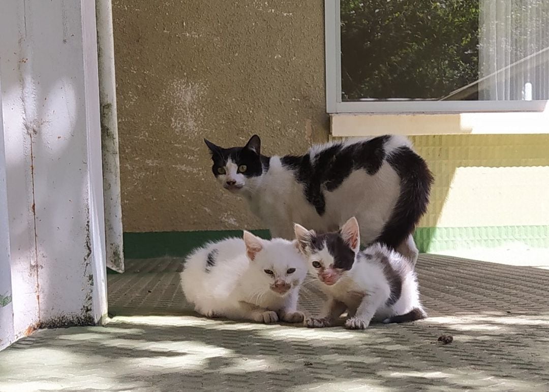 El Ayuntamiento obligará a identificar a gatos y hurones como a los perros