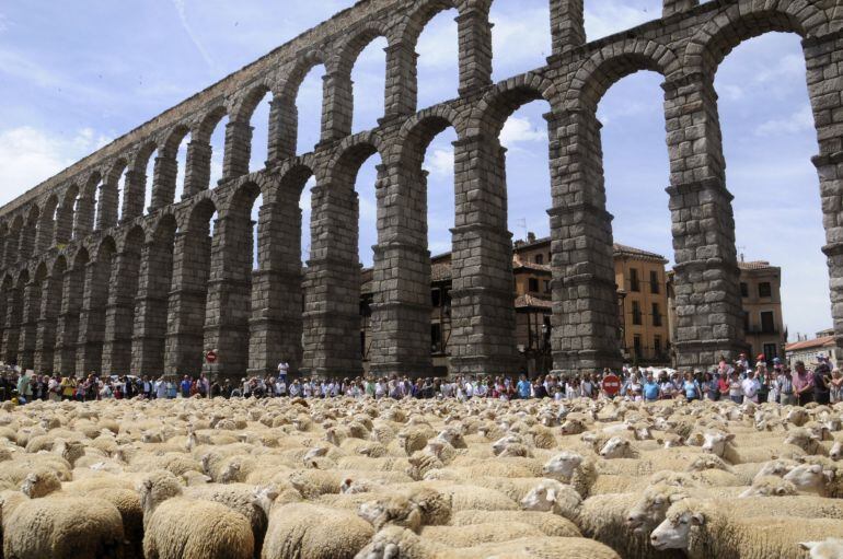 Unas 750 ovejas merinas sin esquilar han llegado hoy al acueducto de Segovia desde la plaza Oriental en la IV Fiesta de la Trashumancia, organizada por Segolechal para rememorar una tradición de tiempos inmemoriales, la trashumancia, que pretende reivindi