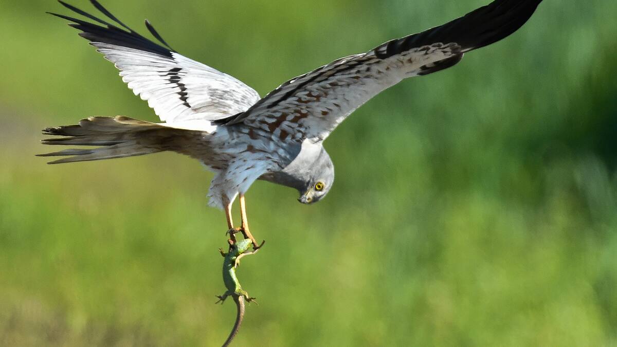 SEO Birdlife y Diputación colaboran para salvar a dos especies de aguilucho en La Moraña