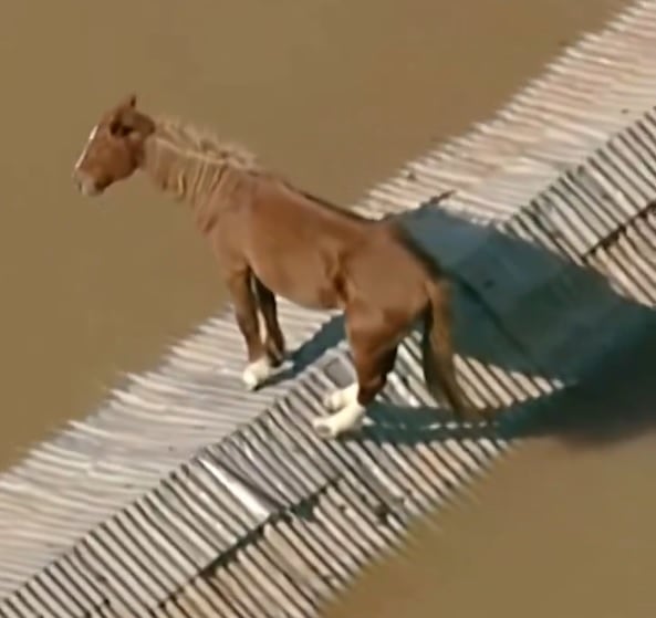 El caballo Caramelo pasó varios días encima del tejado tras las inundaciones en Brasil