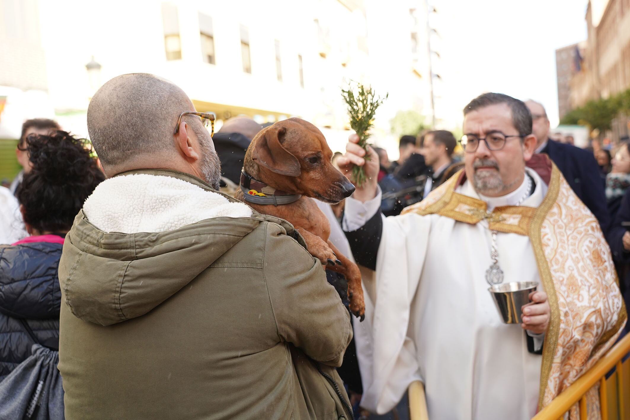 Celebración de San Antonio Abad en València