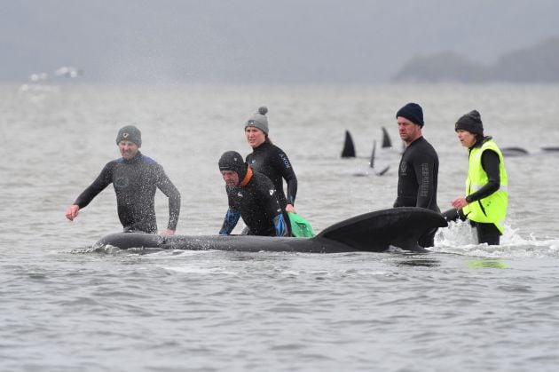 Un grupo de voluntarios tratan de ayudar a una de las ballenas piloto. 